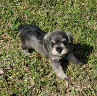 wins female#2, a female Miniature Schnauzer for sale in Middlesex, NC – Photo 6 of 6