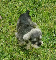 wins female#2, a female Miniature Schnauzer for sale in Middlesex, NC – Photo 1 of 6