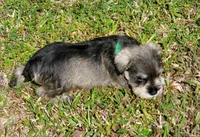 wins female#2, a female Miniature Schnauzer for sale in Middlesex, NC – Photo 5 of 6