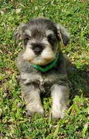 wins female#2, a female Miniature Schnauzer for sale in Middlesex, NC – Photo 4 of 6