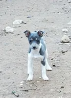 Poppy blue, a female Rat Terrier for sale in Middlesex, NC – Photo 1 of 5