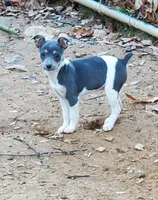 Poppy blue, a female Rat Terrier for sale in Middlesex, NC – Photo 3 of 5