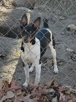 Poppy blue, a female Rat Terrier for sale in Middlesex, NC – Photo 5 of 5