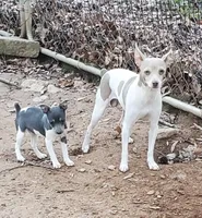 Poppy blue, a female Rat Terrier for sale in Middlesex, NC – Photo 4 of 5