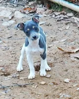 Poppy blue, a female Rat Terrier for sale in Middlesex, NC – Photo 2 of 5