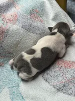 Blue/white female , a female Rat Terrier for sale in Middlesex, NC – 4 of 7