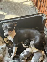 Blue/white female , a female Rat Terrier for sale in Middlesex, NC – 5 of 7