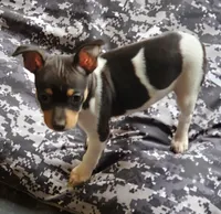 poppy black, a female Rat Terrier for sale in Middlesex, NC – Photo 2 of 3