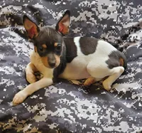poppy black, a female Rat Terrier for sale in Middlesex, NC – Photo 1 of 3
