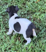Flos male 4, a male Rat Terrier for sale in Middlesex, NC – 3 of 4