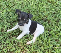Flos male 3, a male Rat Terrier for sale in Middlesex, NC – 3 of 4