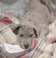 Bear, a male Great Dane for sale in Denmark, WI – 2 of 5