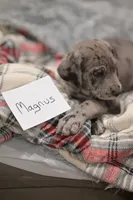 Magnus, a male Great Dane for sale in Denmark, WI – 2 of 4