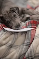 Fiona, a female Great Dane for sale in Denmark, WI – 5 of 5
