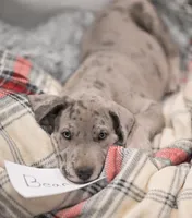 Bear, a male Great Dane for sale in Denmark, WI – 3 of 5