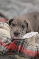 Magnus, a male Great Dane for sale in Denmark, WI – 4 of 4