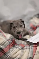 Fiona, a female Great Dane for sale in Denmark, WI – 2 of 5