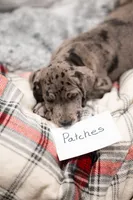 Patches, a female Great Dane for sale in Denmark, WI – 4 of 7