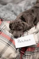 Patches, a female Great Dane for sale in Denmark, WI – 6 of 7