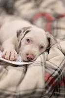 Snow White, a female Great Dane for sale in Denmark, WI – 4 of 6