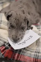Magnus, a male Great Dane for sale in Denmark, WI – 3 of 4