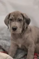 Romulus, a male Great Dane for sale in Denmark, WI – 2 of 4