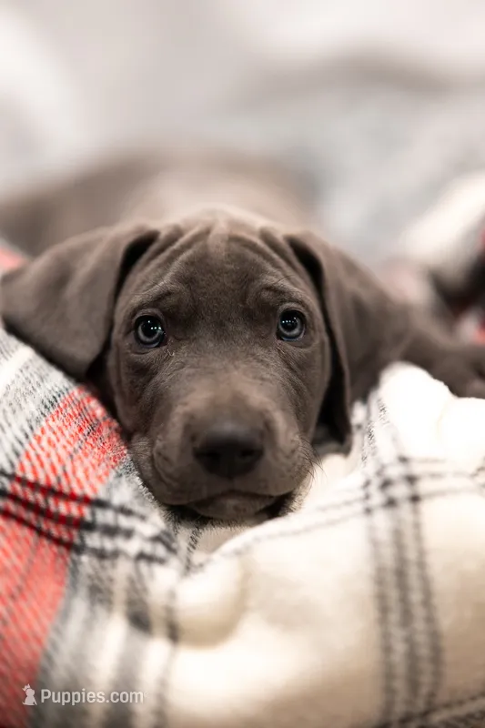 Elsa – Great Dane puppy for sale in Denmark, WI