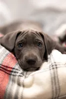 Elsa, a female Great Dane for sale in Denmark, WI – 1 of 4