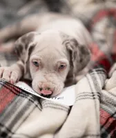 Snow White, a female Great Dane for sale in Denmark, WI – 5 of 6