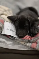 Ebony, a male Great Dane for sale in Denmark, WI – 2 of 4
