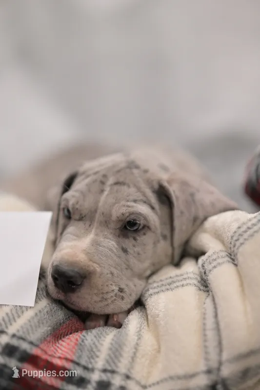 Atlas – Great Dane puppy for sale in Denmark, WI