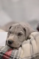 Atlas, a male Great Dane for sale in Denmark, WI – 1 of 7