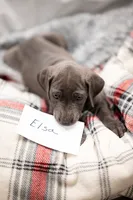 Elsa, a female Great Dane for sale in Denmark, WI – 2 of 4