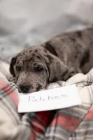 Patches, a female Great Dane for sale in Denmark, WI – 3 of 7