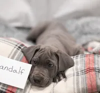 Gandolf, a male Great Dane for sale in Denmark, WI – 2 of 3
