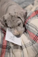 Atlas, a male Great Dane for sale in Denmark, WI – 5 of 7