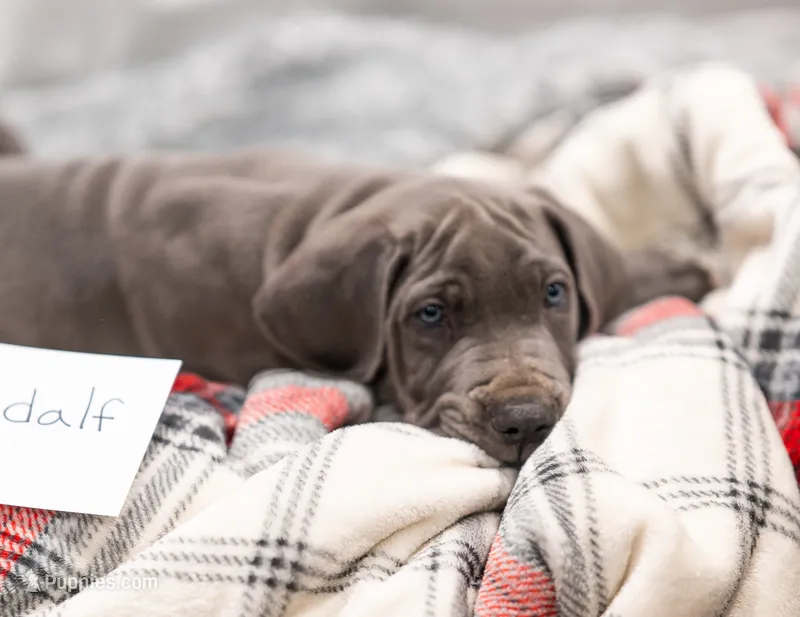 Gandolf – Great Dane puppy for sale in Denmark, WI