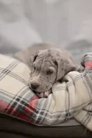Atlas, a male Great Dane for sale in Denmark, WI – 4 of 7