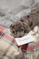 Patches, a female Great Dane for sale in Denmark, WI – 5 of 7