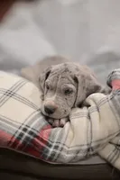 Atlas, a male Great Dane for sale in Denmark, WI – 6 of 7