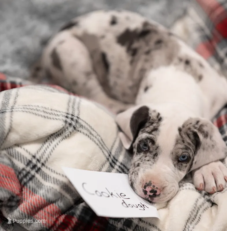 Cookie Dough – Great Dane puppy for sale in Denmark, WI