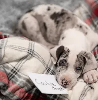 Cookie Dough, a male Great Dane for sale in Denmark, WI – 1 of 3