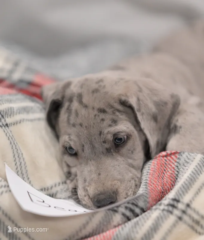 Bear – Great Dane puppy for sale in Denmark, WI
