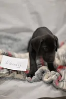 Ebony, a male Great Dane for sale in Denmark, WI – 4 of 4