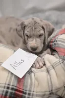 Atlas, a male Great Dane for sale in Denmark, WI – 3 of 7