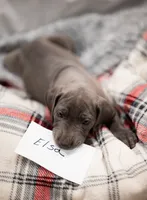 Elsa, a female Great Dane for sale in Denmark, WI – 3 of 4