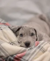 Bear, a male Great Dane for sale in Denmark, WI – 4 of 5