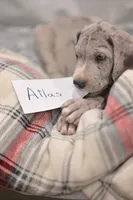 Atlas, a male Great Dane for sale in Denmark, WI – 7 of 7