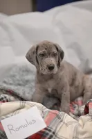 Romulus, a male Great Dane for sale in Denmark, WI – 3 of 4