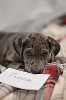 Fiona, a female Great Dane for sale in Denmark, WI – 3 of 5